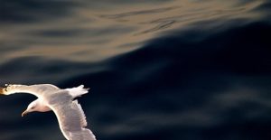 europaiki_imera_tis_thalassas_