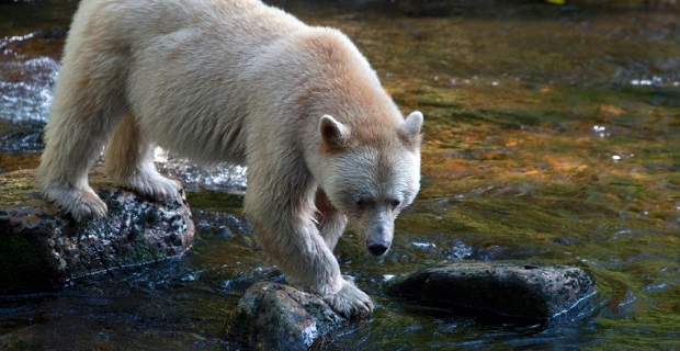 exclusive_yacht.swell