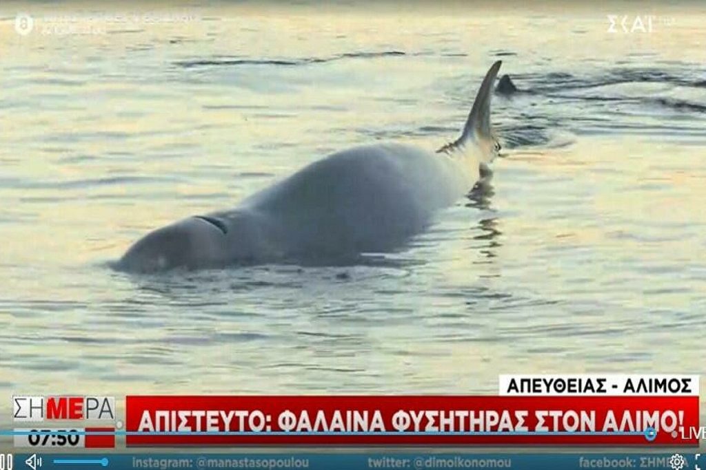 Απίστευτο: Φάλαινα φυσητήρας στην παραλία Αλίμου