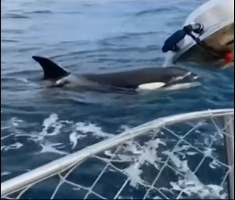 Τρομακτική στιγμή: Φάλαινες επιτέθηκαν και βούλιαξαν ιστιοπλοϊκό σκάφος στον Ατλαντικό! (Φωτογραφίες)