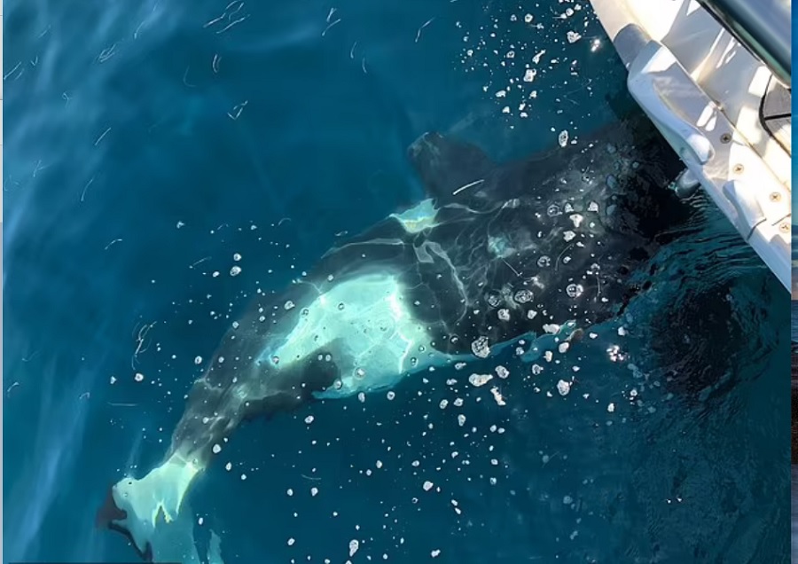 Τρομακτική στιγμή: Φάλαινες επιτέθηκαν και βούλιαξαν ιστιοπλοϊκό σκάφος στον Ατλαντικό! (Φωτογραφίες)