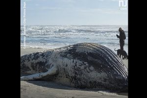 falaina_xtyphthike_apo_emporiko_ploio