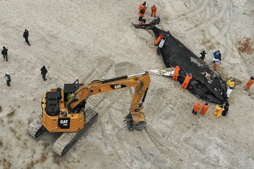 Πλοίο κατηγορείται ότι χτύπησε και σκότωσε φάλαινα