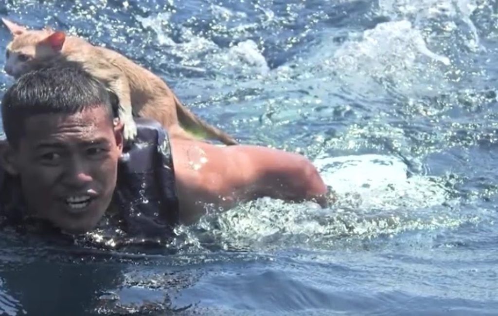 Ναύτης σώζει γατάκια που ψαράδες παράτησαν σε φλεγόμενο ναυάγιο (Video)