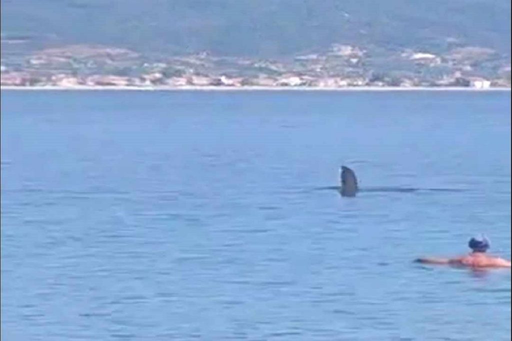 Σπάνιο θέαμα! Στην παραλία του Σταυρού Θεσσαλονίκης εμφανίστηκε Φεγγαρόψαρο (video)