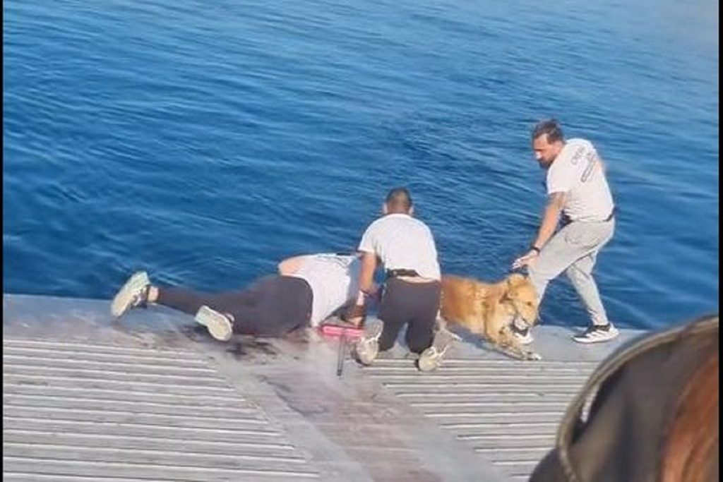 Πλήρωμα φέρι μποτ σώζει σκύλο που είχε πέσει στη θάλασσα στη Σαλαμίνα (video)