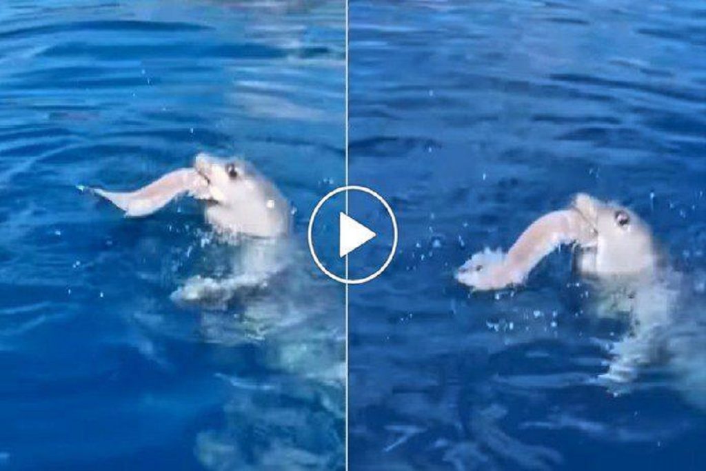 Φώκια καταβροχθίζει ψάρια στον Κορινθιακό Κόλπο (video)