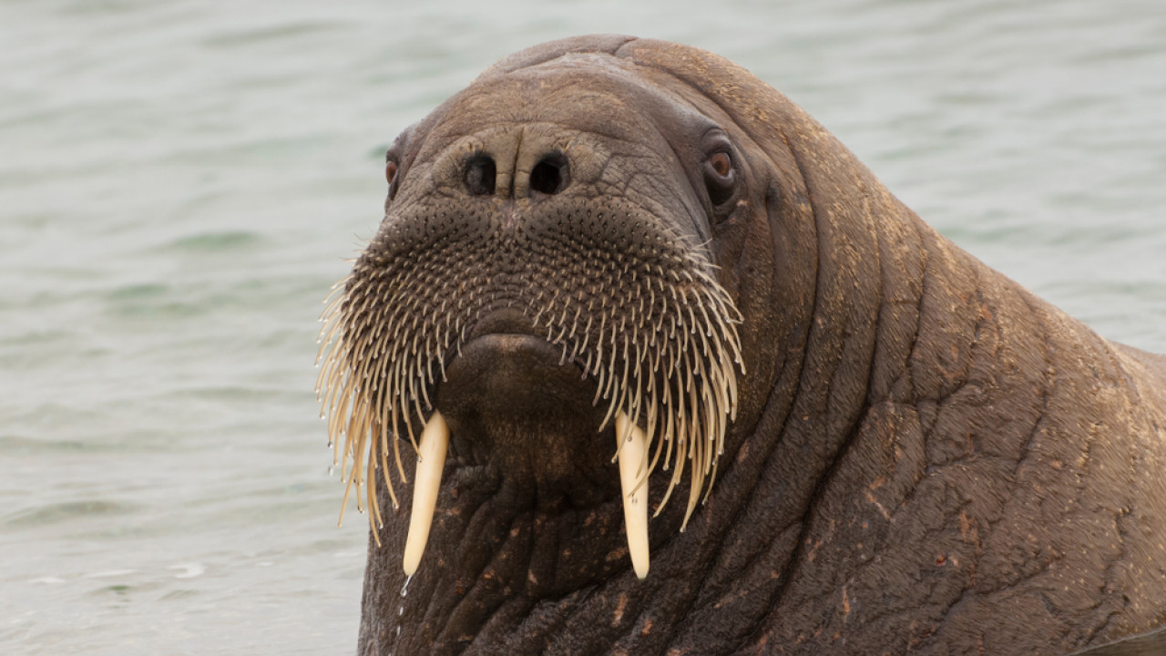 Freya: Θαλάσσιος ίππος 600 κιλών βυθίζει πλοία και προκαλεί πανικό στο Όσλο (video)