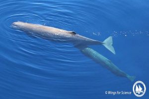 fusitiras_moro_thulasmos_