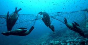 California sea lions in gill net