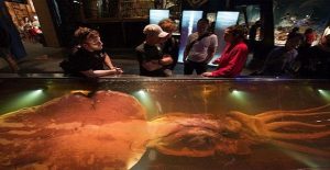 gigantiaio_kalamari_