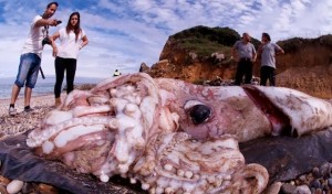 Γιγάντιο καλαμάρι 180 κιλών ξεβράστηκε σε ακτή της Ισπανίας [φωτο]