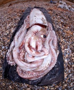 Γιγάντιο καλαμάρι 180 κιλών ξεβράστηκε σε ακτή της Ισπανίας [φωτο]