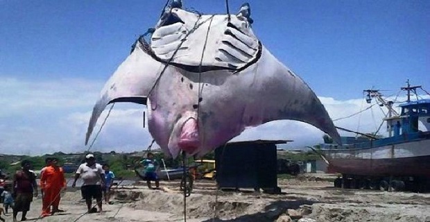 gigantio_salaxi_