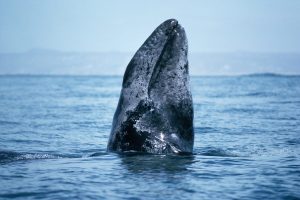 Gray Whale Surfacing