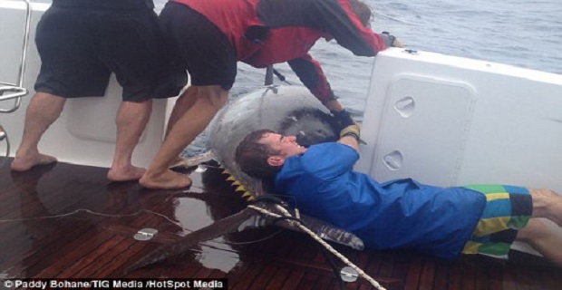 gunaika_psaras_epiase__gigantio_tono_