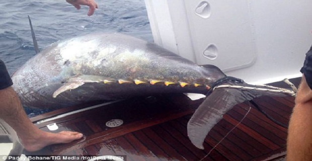 gunaika_psaras_epiase_gigantio_tono__