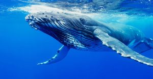 humpback_whale-1