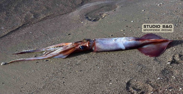 Φωτο:http://www.argolikeseidhseis.gr