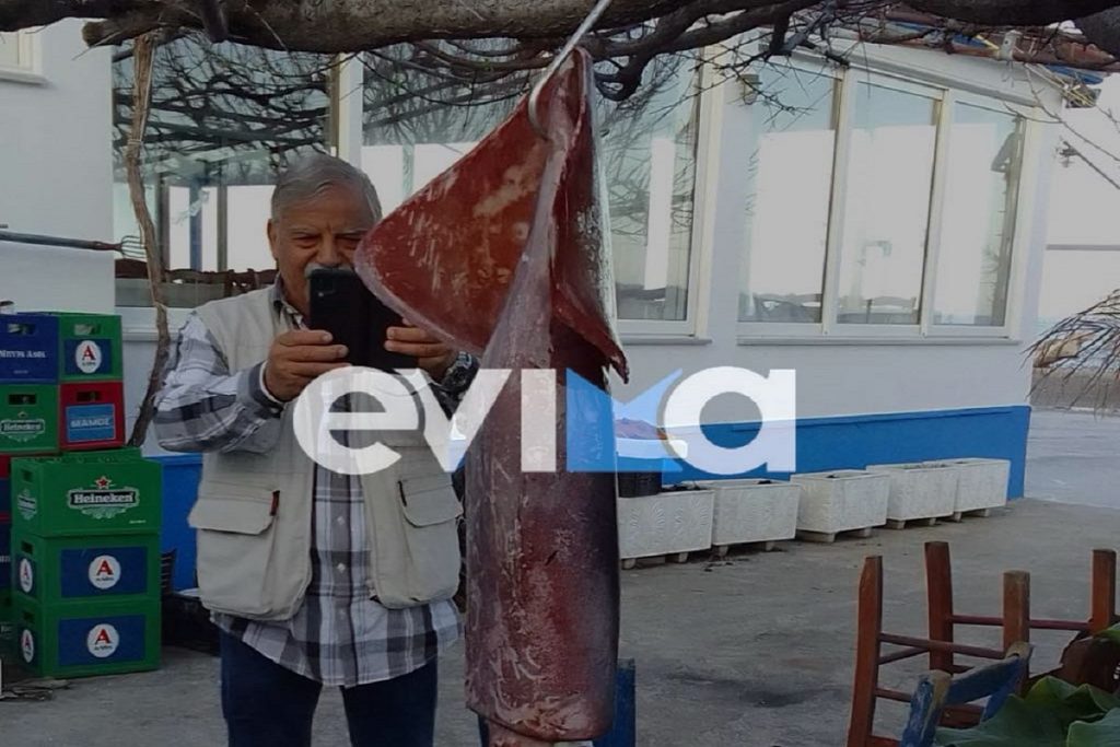 Έπιασε καλαμάρι «γίγας» που ζυγίζει 15 κιλά (photos)