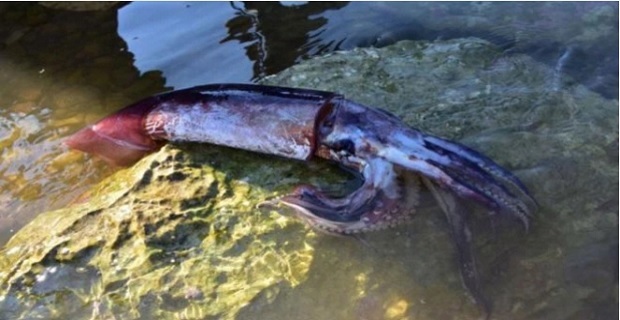 Φωτο:http://www.tsoutsouni.net