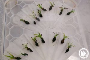 karpoi_poseidonias_-1