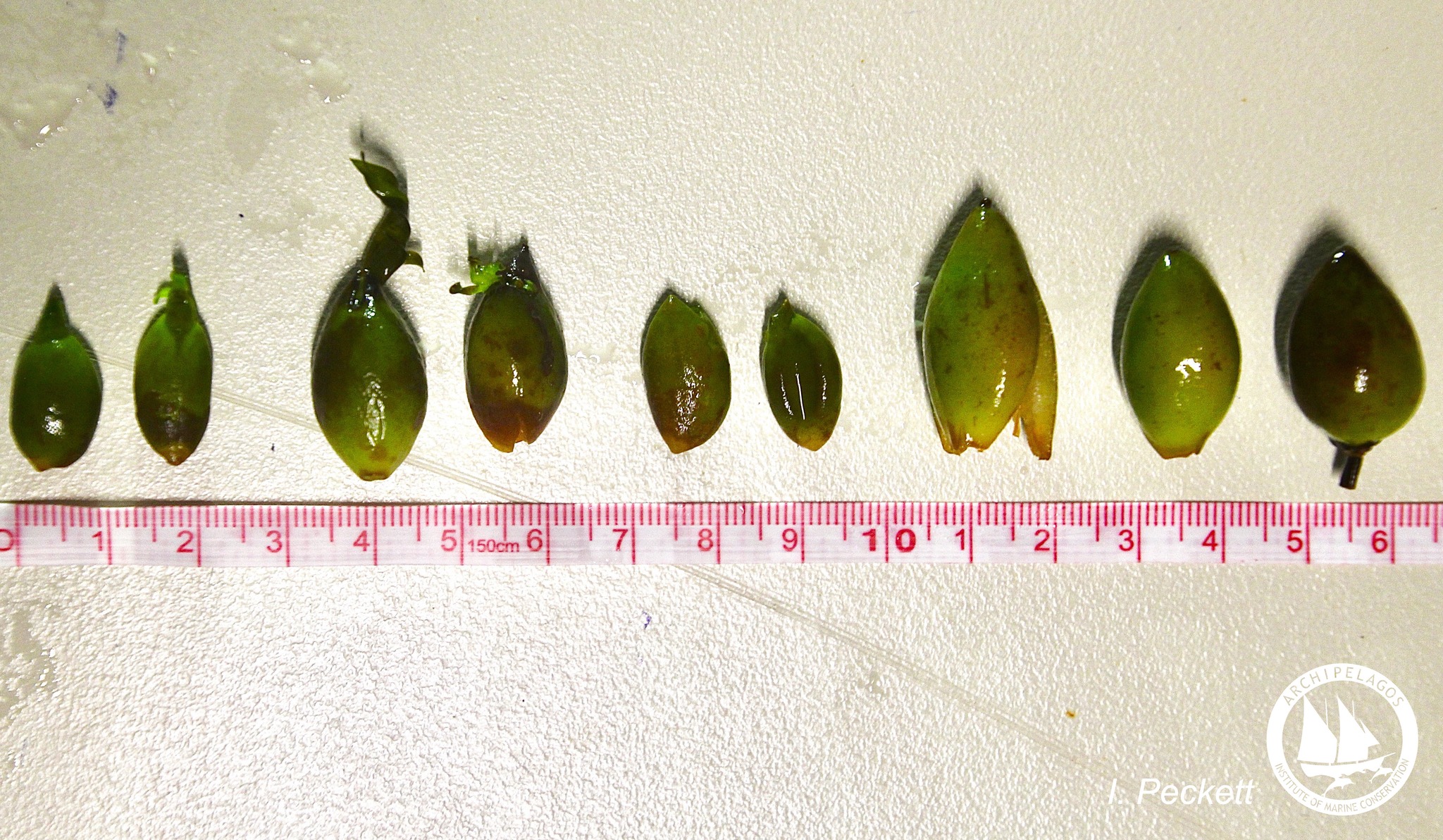 Καρποί Ποσειδωνίας στις Ακτές - Ένα Πολύ Σπάνιο Φαινόμενο