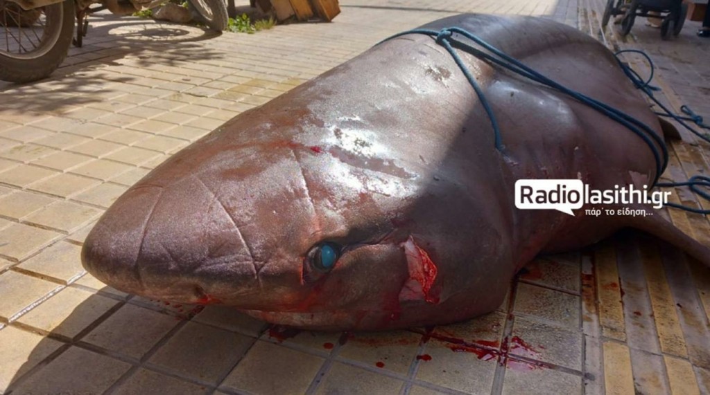 Ιεράπετρα: Δικογραφία σε βάρος των ψαράδων που σκότωσαν καρχαρία (video & photos)