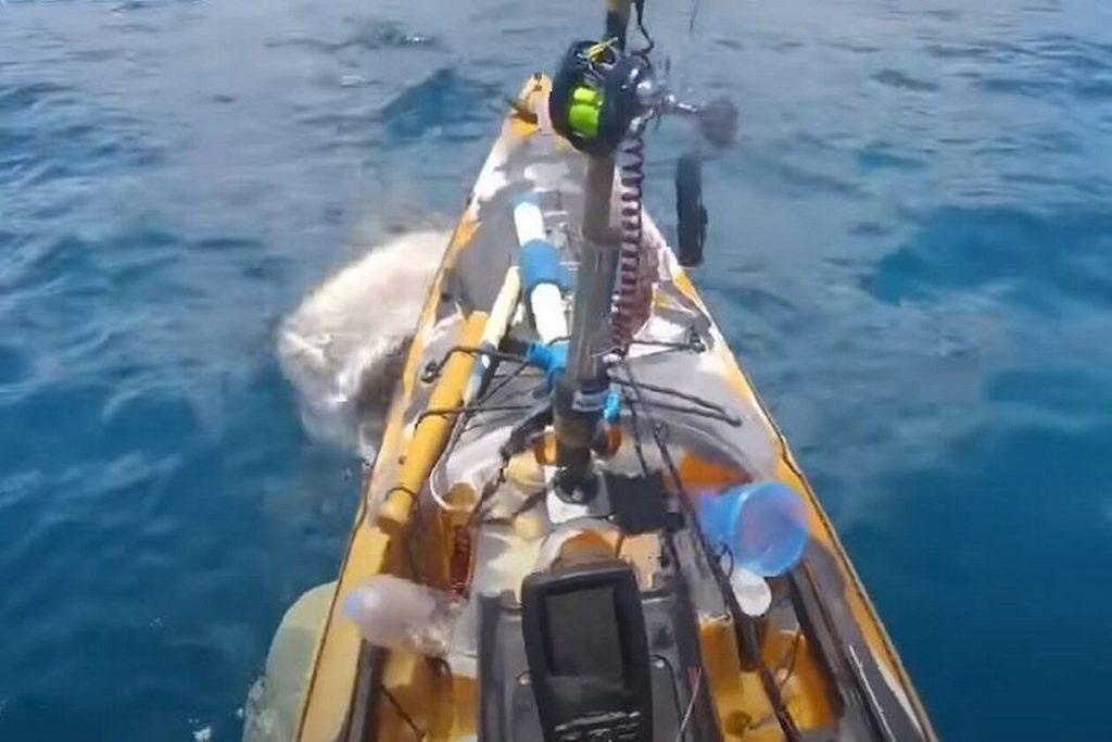 Χαβάη: Δείτε τη στιγμή που καρχαρίας «τίγρης» επιτέθηκε σε αλιευτικό – Πώς αντέδρασε ο ψαράς (video)