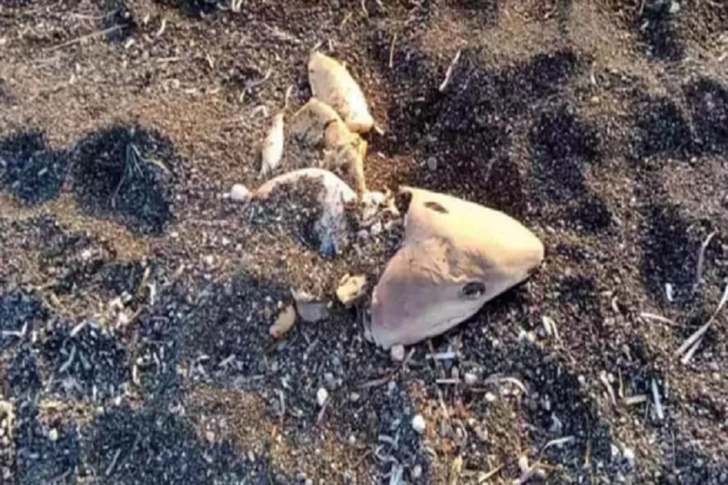 Καρχαρίας ξεβράστηκε σε παραλία της Σαντορίνης (photo)