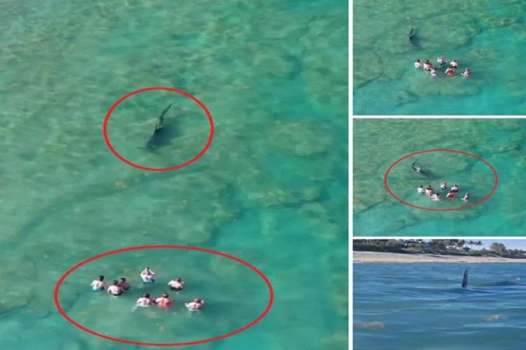 Απίθανα πράγματα: Ατάραχοι τουρίστες βγάζουν βίντεο τεράστιο σφυροκέφαλο καρχαρία που τους περικυκλώνει