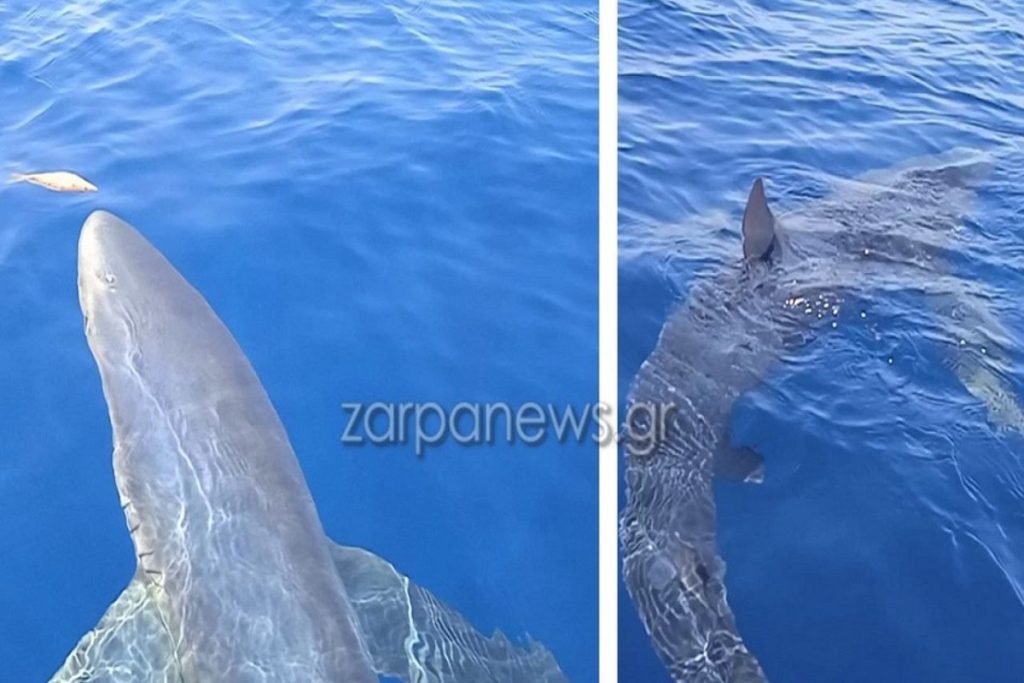 Κύθηρα: Τρίμετρος γαλάζιος καρχαρίας έκανε βόλτες γύρω από αλιευτικό (video)