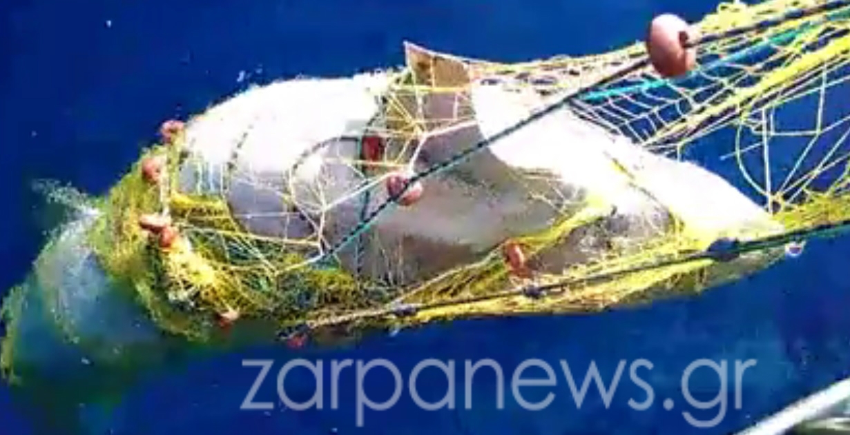 karxarias_sta_xania_