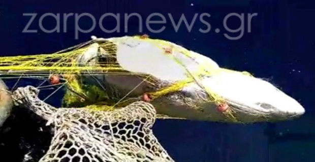 karxarias_sta_xania__