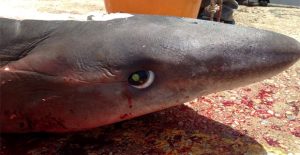 karxarias_stin_tino_