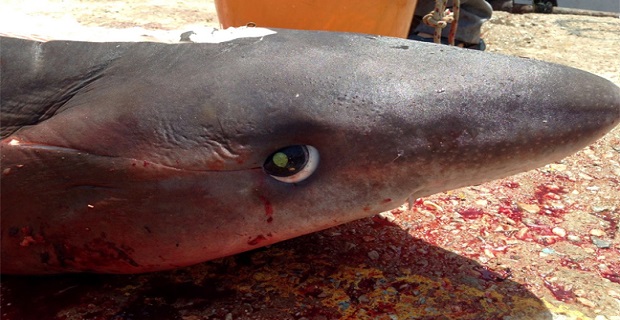 karxarias_stin_tino_