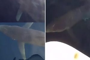 xr:d:DAFp_87dgVg:6,j:7905341266726148772,t:23072907