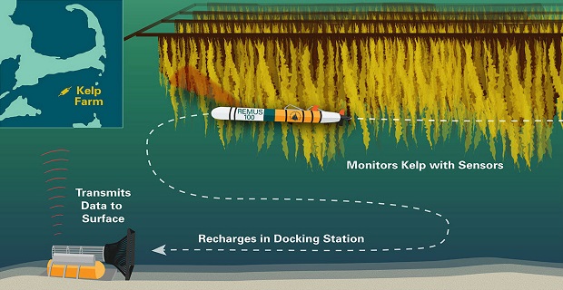 Παραγωγή ενέργειας από φύκια: Μια επιστημονική πρόκληση του μέλλοντος