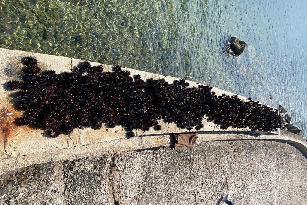 Στα «δίχτυα» των Λιμενικών Κορίνθου, αλιείς με 1.300 αχινούς στο σκάφος τους