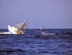 ksifias_vithizei_psaradiko2