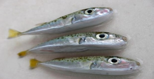 lagokefaloi_
