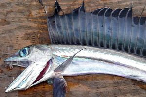lancetfish-2