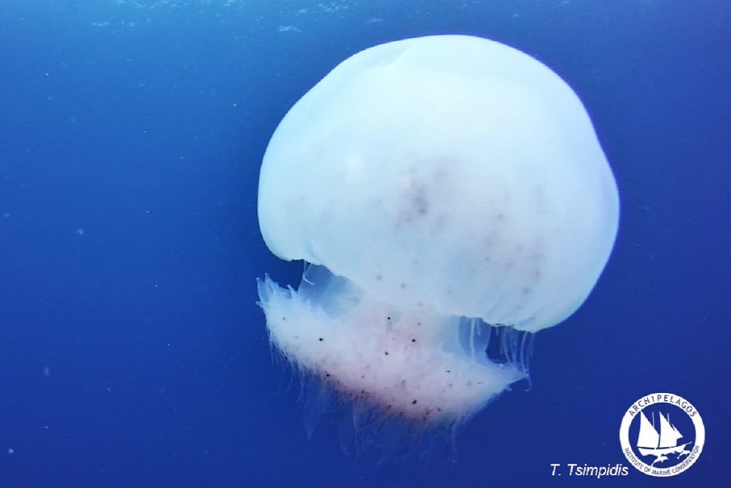 Mέδουσα Rhopilema nomadica – θαλάσσια είδη που πρέπει να γνωρίσουμε…