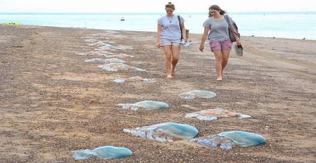 Εισβολή τεράστιων μεδουσών στη Βρετανία - Τι λένε οι ειδικοί[pics]