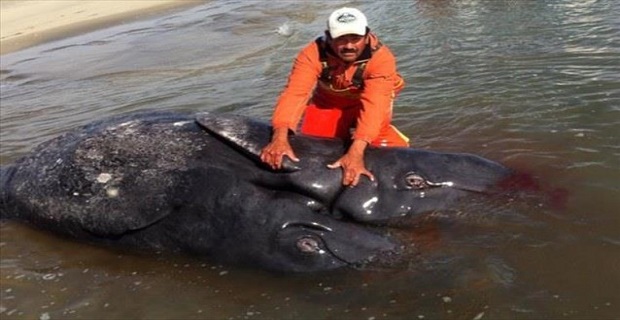 mexico_siamaies_falaines_