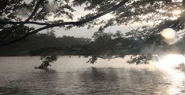 monad_krouazier_borneo