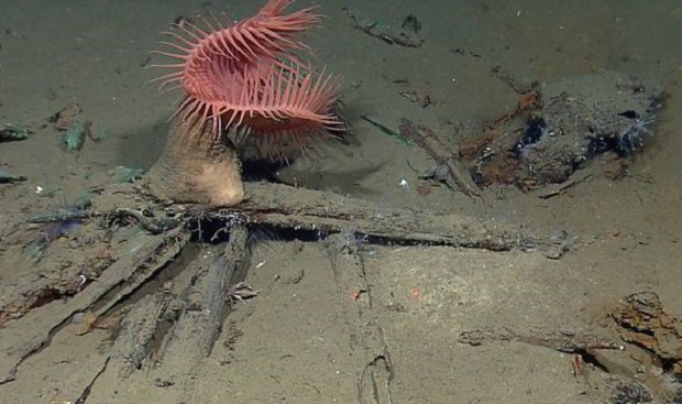 mustiria_nauageia_ston_kolpo_tou_mexikou2