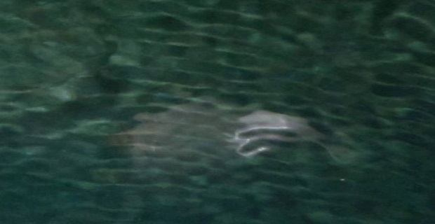 mustiriodes_thalassio_plasma_