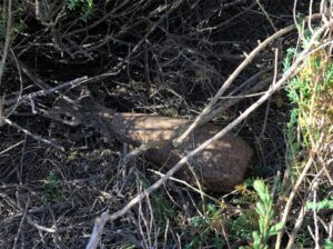 Typhoon Project: βρέθηκαν πυρομαχικά του Β' ΠΠ σε επιχείρηση καθαρισμού στα Λεγραινά