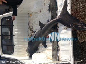 naupaktia-psarepsan-karxarioeides-2-metrwn